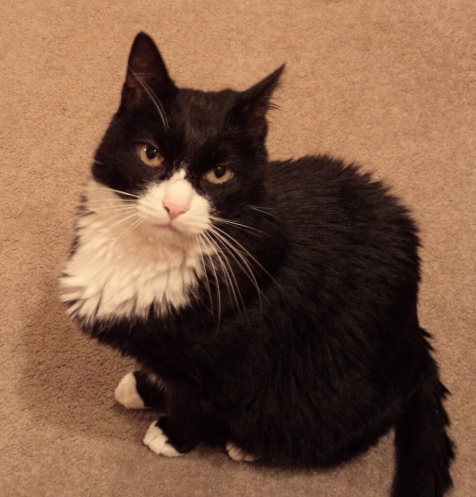 A Black and White Tuxedo Cat - "Spencer"