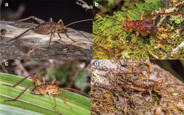 New wētā species discovered