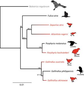 Phylogenetic tree of rail lineages. This is from the paper.