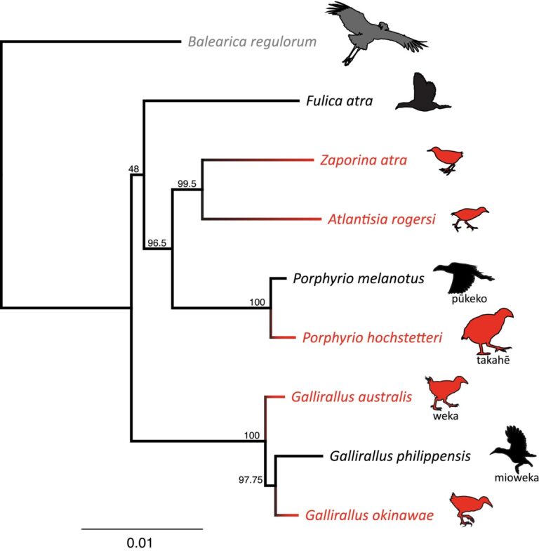 Research Paper: De-novo assembly of four rail (Aves: Rallidae) genomes: A resource for comparative genomics