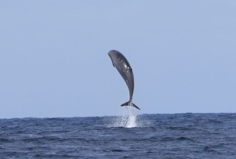 News Article: DNA analysis confirms species: Whale found at Te Kaha unusually ‘rare’